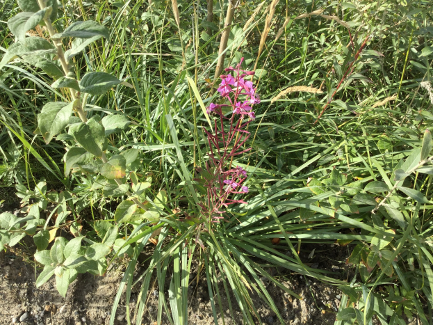 Ein Feld mit hohem grünen Gras und einer leuchtend violetten Feuerwurzelpflanze in der Mitte, deren zarte Blütenblätter sich von der umliegenden Vegetation abheben.