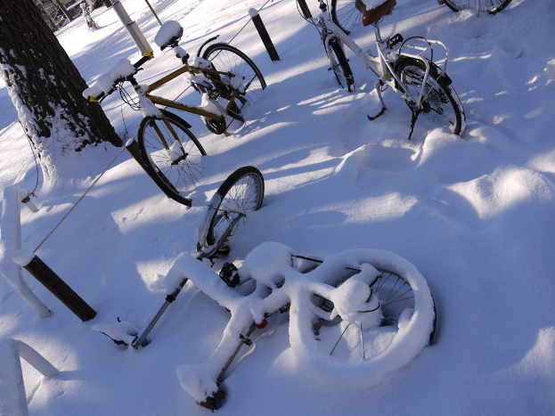 Eine Reihe von Fahrrädern, teilweise mit Schnee bedeckt, neben einem Baumstamm und einer Straße aufgereiht.