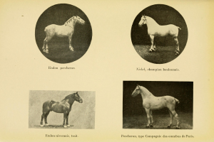 Eine Buchseite zeigt drei verschiedene Pferdetypen mit begleitendem Text.