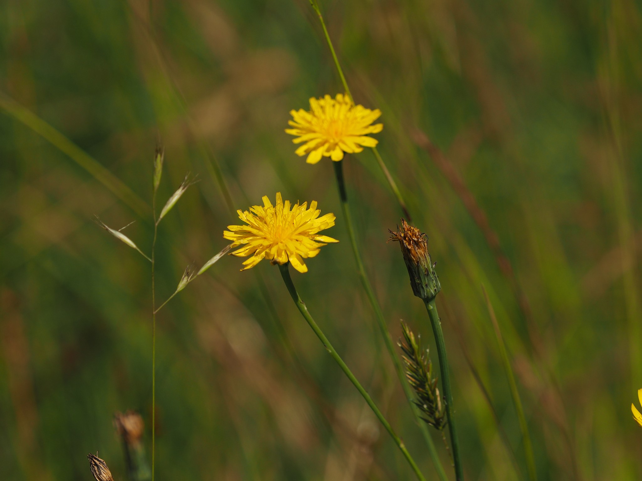 Eine Wiese voller gelber Löwenzahnblüten mit leuchtend gelben Blütenblättern und grünen Stielen vor grünem Gras.