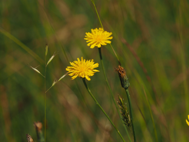 Eine Wiese voller gelber Löwenzahnblüten mit leuchtend gelben Blütenblättern und grünen Stielen vor grünem Gras.