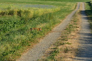 Ein Fuchs liegt in der Mitte einer Schotterstraße, mit Gras und Pflanzen auf beiden Seiten und Bäumen mit einem klaren blauen Himmel im Hintergrund.