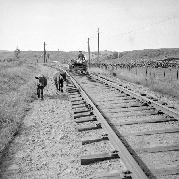 Schwarz-weiß-Foto von zwei Kühen, die auf den Schienenwegen laufen, mit einer Person auf einem Fahrzeug im Vordergrund, Gras und einem Zaun auf beiden Seiten und Häusern, Bäumen und Pfählen im Hintergrund unter dem Himmel.