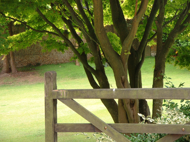 Eine Szene mit mehreren grünen Bäumen, einem Holzzaun, einer Wand und grünem Gras.