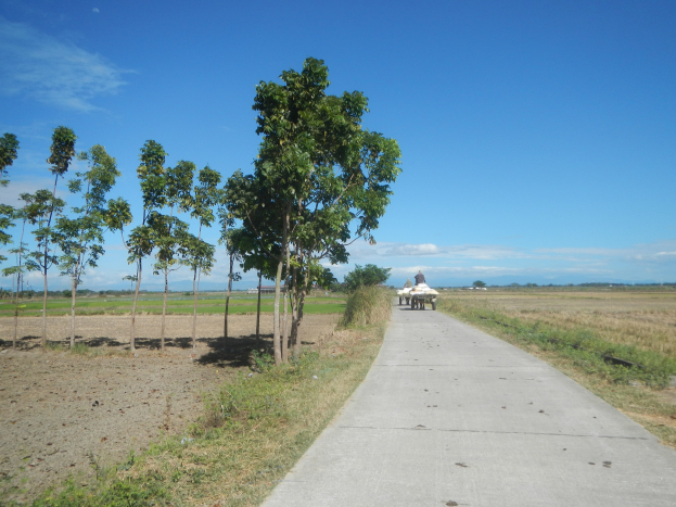 Eine Person, die einen Karren Über einen Schotterweg neben einem grasbewachsenen Feld mit verstreuten Bäumen unter einem teilweise bewölkten Himmel fährt.