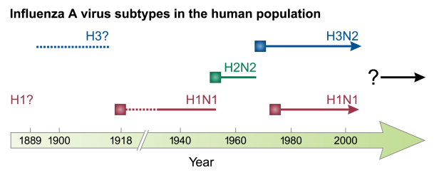 Ein Diagramm der Influenza-A-Virus-Subtypen in der menschlichen Bevölkerung, das Text, Zahlen und Pfeile auf einem weißen Hintergrund zeigt.