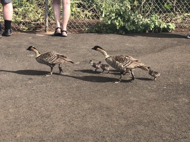 Eine Familie aus vier Gänsen, darunter zwei Erwachsene in Sandalen und zwei Gänslinge, die auf einem Weg neben einem Zaun gehen.
