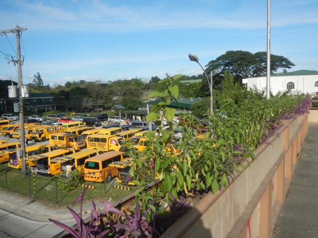 Ein Parkplatz voller numerous yellow school buses geparkt nebeneinander, umgeben von Grün, einem Zaun, Straßenlaternen, Bäumen, Gebäuden mit Fenstern, Strommasten mit Drähten und einem bewölkten Himmel.