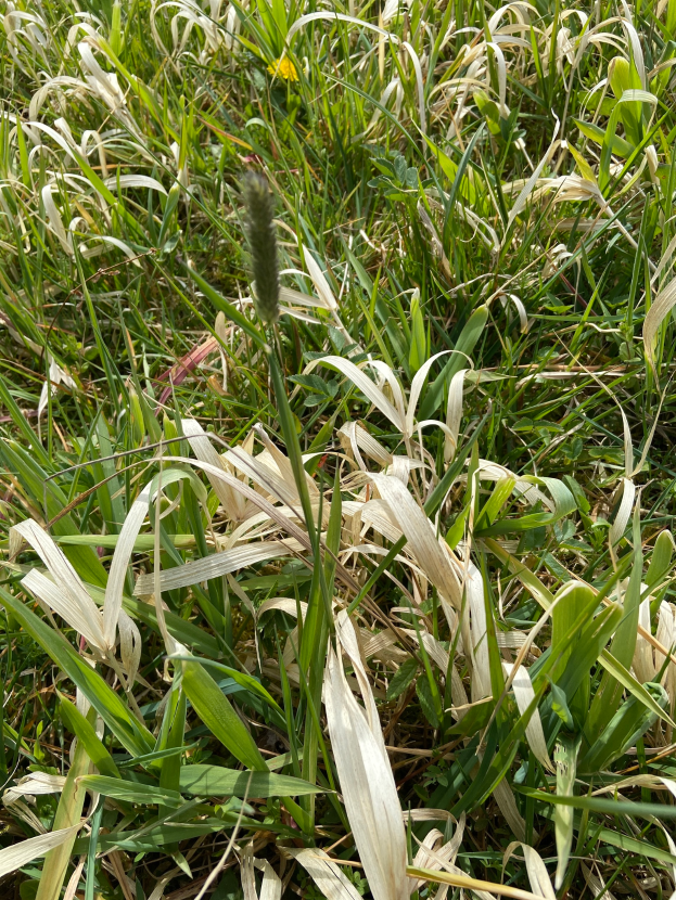 Ein Close-up eines grasbewachsenen Feldes mit hohem, grünem Rispengras, das im Wind schwingt.