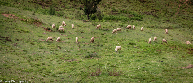 Eine Schafherde, die auf einer saftig grünen Hügelfläche mit Bäumen und Pflanzen grast, mit Text in der unteren linken Ecke.