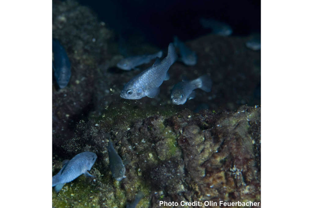 Mehrere Fische schwimmen in klarem Wasser mit Text in der unteren rechten Ecke.