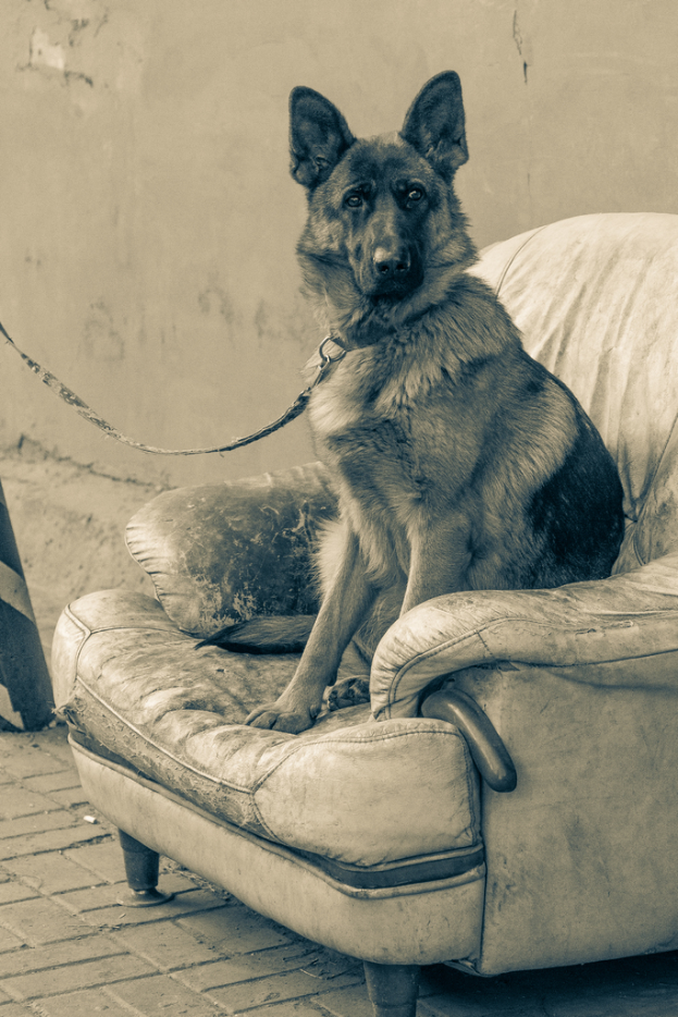 Ein brauner und schwarzer Deutscher Schäferhund sitzt auf einem Sofa vor einer weißen Wand.