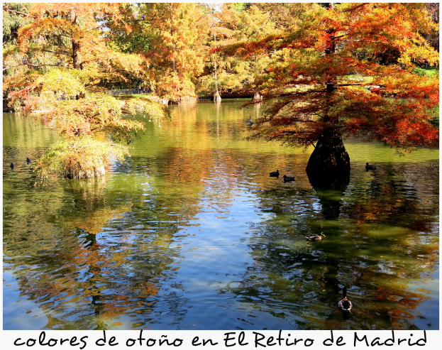 Ein See mit ein paar Enten, die schwimmen, Bäume im Hintergrund und Text am unteren Rand des Bildes.
