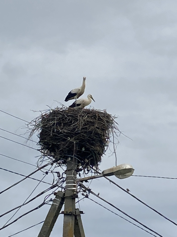 Zwei Weißstörche auf einem Nest auf einer Strommast, mit einer Straßenlaterne, die sie beleuchtet und Drähte, die an der Mast entlang verlaufen.