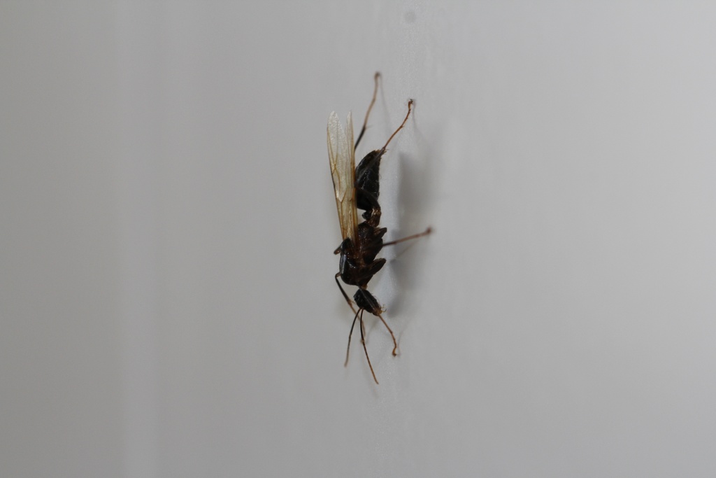 Eine schwarze Hornisse ist im Bild zu sehen.