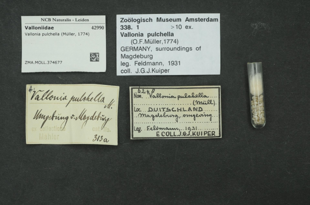 Schwarze Oberfläche mit einem kleinen Glasfläschchen mit weißen Pillen neben einem Stück Papier, auf dem 'Vallonia Pulchella, F.F. Müller, Deutschland, Umgebung von Magdeburg, 1931' steht.