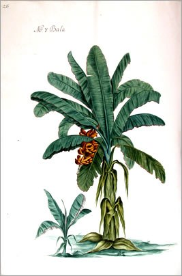 Gemälde eines Bananenbaums mit grünen Blättern und gelben Blumen in einem Rahmen.