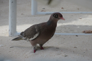 Ein Bandschwanztaube mit braunem Körper, weißen und grauen Federn steht auf einem sandigen Strand neben einem weißen Pfahl, Flügel gespreizt, als ob sie zum Flug bereit ist.