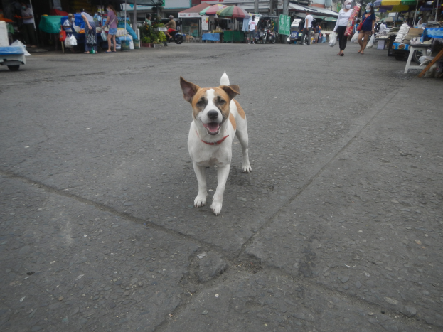 Ein Hund geht eine Straße entlang vor einem Markt, umgeben von Menschen mit Taschen, Fahrzeugen, Ständen, Schirmen und anderen Gegenständen im Hintergrund bei einem klaren blauen Himmel.